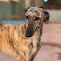 CATALEYA (Lara), chienne à adopter