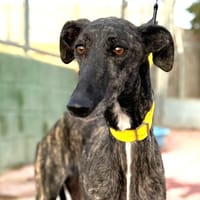 INARA (Lara), chienne à adopter