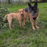 Dixy la joyeuse et dynamique louloute, chienne à adopter