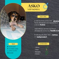 Asko, l'adorable bébé, chien à adopter