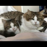 LOOKUM et ARIZONA, chat à adopter