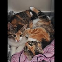 KIT et KAT, chatte à adopter