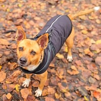 L'Amour de LUCY, chienne à adopter