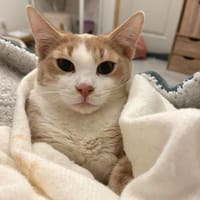 ELBO, chat à adopter