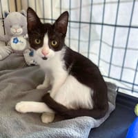 AIKO, chat à adopter