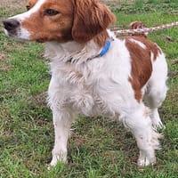 KID, chien à adopter