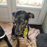 Léa chienne Réunion, chatte à adopter