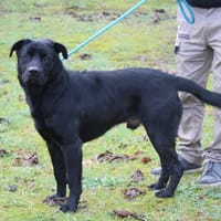 ONYX, chien à adopter