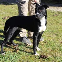 YODA, chien à adopter