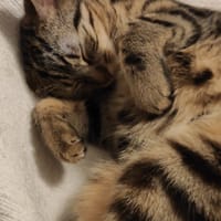 Freya, chatte à adopter