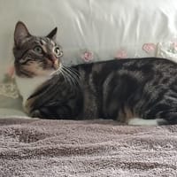 Prunelle, chatte à adopter