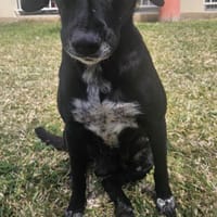 Nala chienne Réunion, chienne à adopter