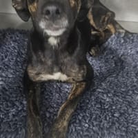 Léa chienne Réunion, chatte à adopter