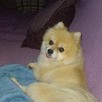 Pompi, perro en adopción