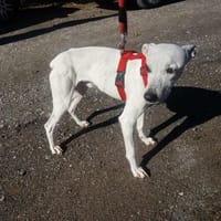 Sabina, perro en adopción