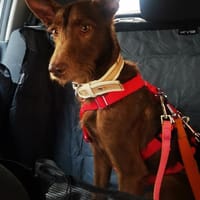 Tony, perro en adopción