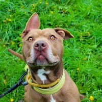 Edek, pies do adopcji