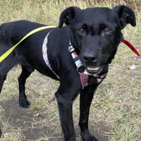 Czaruś, pies do adopcji