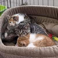 Yara, kotka do adopcji