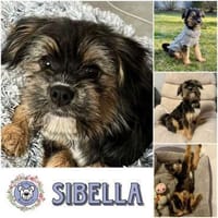 SIBELLA * verspieltes Welpenmädchen, Hündin zur Adoption