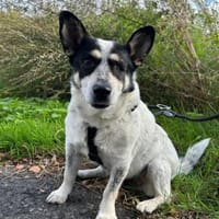 Tommy - kleiner, lieber Wirbelwind, Hund zur Adoption