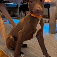 Fran was für ein süßer Knopf, Hund zur Adoption