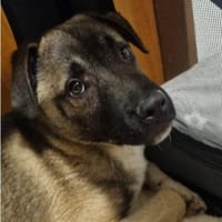 Kirin sucht tolle Menschen, Hund zur Adoption