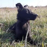 Rusty - junger Abenteurer sucht Familie, Hund zur Adoption