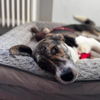 Zauberhafte Bini sucht ihre Menschen, Hündin zur Adoption