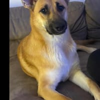 Fröhliche Kira sucht liebevolles Zuhause, Hündin zur Adoption