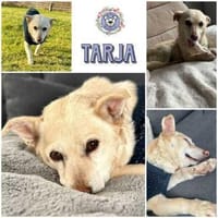 TARJA * ruhige liebe Seniorin, Hündin zur Adoption