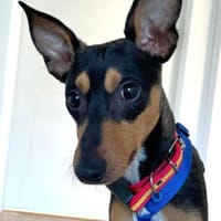 Vulcano1 sucht ein Zuhause, Hund zur Adoption