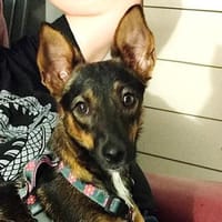 Yoko1 sucht ein Zuhause, Hündin zur Adoption