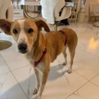 Sammy, stubenreiner Engel, ca. 5 Jahre, Hund zur Adoption