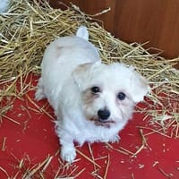 Malteser  Mädchen sucht Pflegestelle, Hund zur Adoption