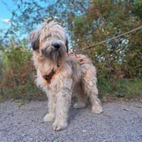 Püppi, schüchterne Hundedame, 1J 45468, Hündin zur Adoption