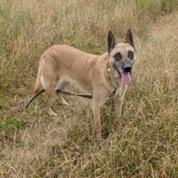 RUBY in 91616 Neusitz 🆘‼🆘‼, Hündin zur Adoption