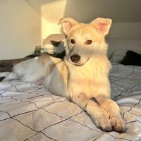 Lino, gelehrig, verspielt, gut verträgl., Hund zur Adoption