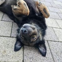 Rettest du mich ? DRINGEND, Hund zur Adoption