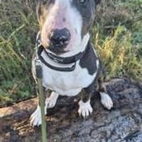🐾Chatakterstarke Mini Bullterrierin, Hündin zur Adoption