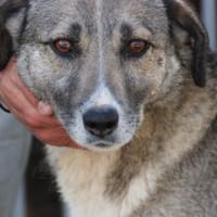 Momo - liebenswert u. sehr verschmust, Hündin zur Adoption