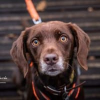 Mira - ist freiheitsliebend, Hündin zur Adoption