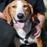 Wer schenkt Peggy ein Zuhause fürs Leben, Hündin zur Adoption