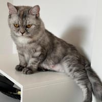 Schnecke Selbstbewusste Britisch Kurzh, Katze zur Adoption