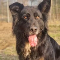 Benny, Hund zur Adoption