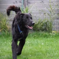 Berto sucht sein Glück, Hund zur Adoption