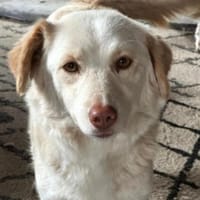 Fabricia ist eine Seele von Hund!, Hündin zur Adoption