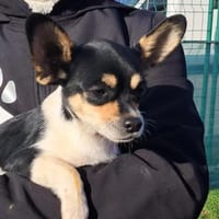 Paul, süßer Chihuahua Junghund, Hund zur Adoption