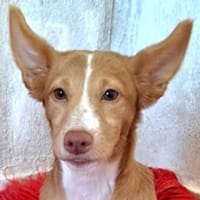 Piccolina - quirliges Hundemädel (Köln), Hündin zur Adoption