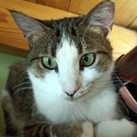 ANDROMACHE - freundliche Schmusekatze, Katze zur Adoption